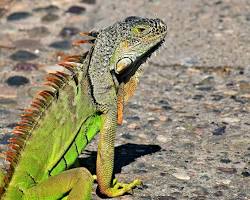 An image of an iguana on concrete